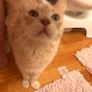 Meet your Posher, Abby